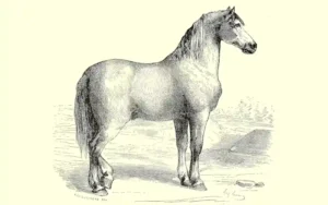 ló, paci